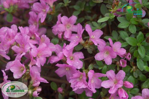 Azalia japońska Doubrava